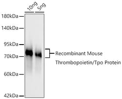 Invitrogen Thrombopoietin Recombinant Rabbit Monoclonal Antibody (2T1W5)
