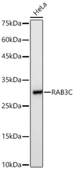 Invitrogen RAB3C Recombinant Rabbit Monoclonal Antibody (10X10S0):Antibodies:Primary