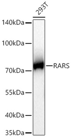 Invitrogen RARS Recombinant Rabbit Monoclonal Antibody (4Y1H4) 20 &mu;L;