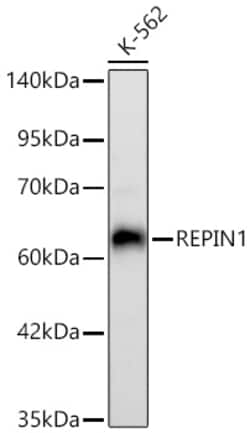 Invitrogen REPIN1 Recombinant Rabbit Monoclonal Antibody (2X2E9) 100 &mu;L;