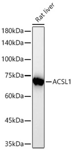 Invitrogen ACSL1 Recombinant Rabbit Monoclonal Antibody (7G0L10):Antikörper:Primärantikörper