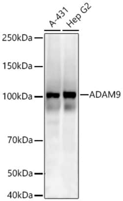 Invitrogen ADAM9 Recombinant Rabbit Monoclonal Antibody (2A0V9):Antibodies:Primary