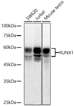 Invitrogen RUNX1 Recombinant Rabbit Monoclonal Antibody (3Y7V7) 100 &mu;L;