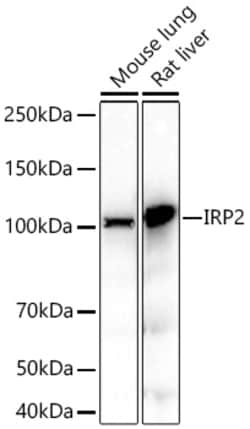 Invitrogen IREB2 Recombinant Rabbit Monoclonal Antibody (1Q7R2) 100 &mu;L;