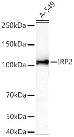 Invitrogen IREB2 Recombinant Rabbit Monoclonal Antibody (1Q7R2) 100 &mu;L;
