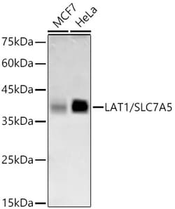 Invitrogen™ SLC7A5 Recombinant Rabbit Monoclonal Antibody (0P6E8)