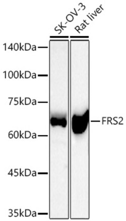 Invitrogen FRS2 Recombinant Rabbit Monoclonal Antibody (1K7X4) 20 &mu;L;