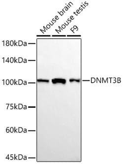 Invitrogen DNMT3B Recombinant Rabbit Monoclonal Antibody (1I5F7):Antibodies,