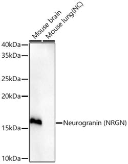 Invitrogen NRGN Recombinant Rabbit Monoclonal Antibody (4D4V2) 100 &mu;L;