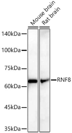 Invitrogen RNF8 Recombinant Rabbit Monoclonal Antibody (9V0X5):Antibodies:Primary