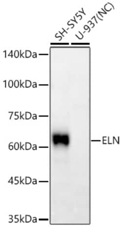 Invitrogen Elastin Recombinant Rabbit Monoclonal Antibody (9F5R1) 20 &mu;L;