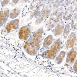 Invitrogen Pepsinogen I Recombinant Rabbit Monoclonal Antibody (6L10S1):Antibodies:Primary