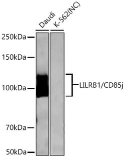 Invitrogen CD85j (ILT2) Recombinant Rabbit Monoclonal Antibody (7A1V3):Antibodies:Primary