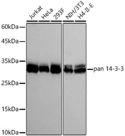 Invitrogen 14-3-3 Pan Recombinant Rabbit Monoclonal Antibody (2P9P6) 20