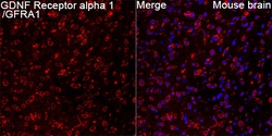 Invitrogen GFR alpha-1 Recombinant Rabbit Monoclonal Antibody (9K10Y0)