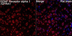 Invitrogen GFR alpha-1 Recombinant Rabbit Monoclonal Antibody (9K10Y0)