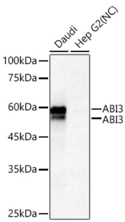 Invitrogen ABI3 Recombinant Rabbit Monoclonal Antibody (3V2G1) 100 &mu;L;