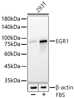 Invitrogen EGR1 Recombinant Rabbit Monoclonal Antibody (0Z9O1) 100 &mu;L;