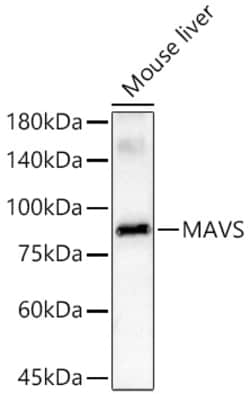 Invitrogen MAVS Recombinant Rabbit Monoclonal Antibody (6H7J6):Antibodies:Primary