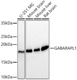 Invitrogen GABARAPL1 Recombinant Rabbit Monoclonal Antibody (5P10L6):Antibodies:Primary
