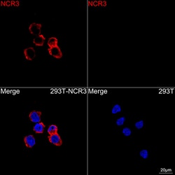 Invitrogen NKp30 Recombinant Rabbit Monoclonal Antibody (4P2B3):Antibodies:Primary