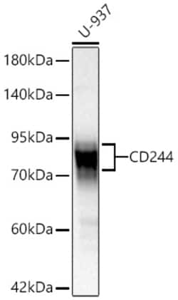 Invitrogen CD244 Recombinant Rabbit Monoclonal Antibody (7E10D7):Antibodies:Primary