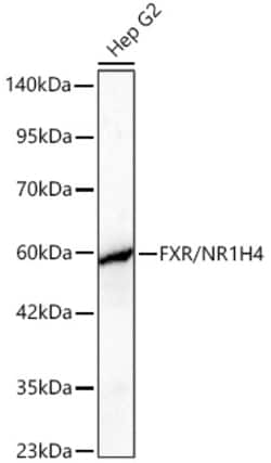 Invitrogen FXR Recombinant Rabbit Monoclonal Antibody (4Z4G5):Antibodies:Primary