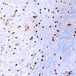 Invitrogen PER1 Recombinant Rabbit Monoclonal Antibody (2Y1M7) 20 &mu;L;