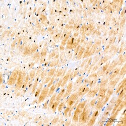 Invitrogen PER1 Recombinant Rabbit Monoclonal Antibody (2Y1M7) 20 &mu;L;