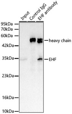 Invitrogen EHF Recombinant Rabbit Monoclonal Antibody (7O0N9):Antibodies:Primary