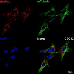 Invitrogen BNIP3L Recombinant Rabbit Monoclonal Antibody (7U2V9) 100 &mu;L;