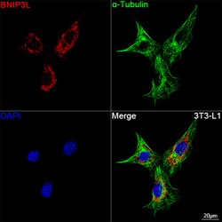 Invitrogen BNIP3L Recombinant Rabbit Monoclonal Antibody (7U2V9) 100 &mu;L;