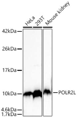 Invitrogen POLR2L Recombinant Rabbit Monoclonal Antibody (3C6H5):Antibodies:Primary
