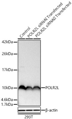 Invitrogen POLR2L Recombinant Rabbit Monoclonal Antibody (3C6H5) 100 &mu;L;