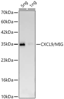 Invitrogen CXCL9 Recombinant Rabbit Monoclonal Antibody (4T6Y3) 100 &mu;L;