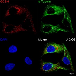 Invitrogen GCSH Recombinant Rabbit Monoclonal Antibody (5U2H0) 20 &mu;L;