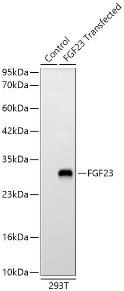 Invitrogen FGF23 Recombinant Rabbit Monoclonal Antibody (8J2D9) 20 &mu;L;