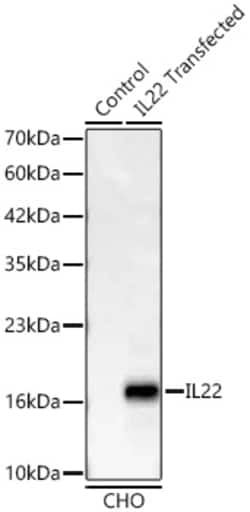 Invitrogen IL-22 Recombinant Rabbit Monoclonal Antibody (0E3L7):Antibodies:Primary