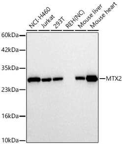 Invitrogen MTX2 Recombinant Rabbit Monoclonal Antibody (8E2H0):Antibodies:Primary