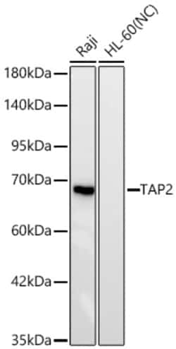 Invitrogen TAP2 Recombinant Rabbit Monoclonal Antibody (5I10B3):Antibodies:Primary