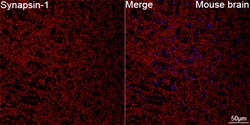 Invitrogen Synapsin 1 Recombinant Rabbit Monoclonal Antibody (3I9R10):Antibodies:Primary