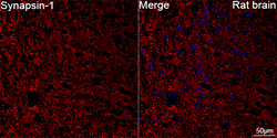 Invitrogen Synapsin 1 Recombinant Rabbit Monoclonal Antibody (3I9R10):Antibodies:Primary