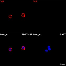 Invitrogen VIP Recombinant Rabbit Monoclonal Antibody (9J9H3) 100 &mu;L;