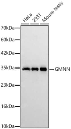 Invitrogen GMNN Recombinant Rabbit Monoclonal Antibody (1N3V8):Antibodies:Primary