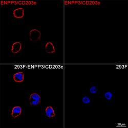 Invitrogen CD203c Recombinant Rabbit Monoclonal Antibody (8F10L7) 20 &mu;L;