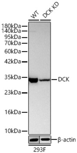 Invitrogen DCK Recombinant Rabbit Monoclonal Antibody (5S7P2) 20 &mu;L;