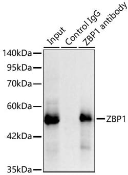 Invitrogen ZBP1 Recombinant Rabbit Monoclonal Antibody (4S9N3) 20 &mu;L;