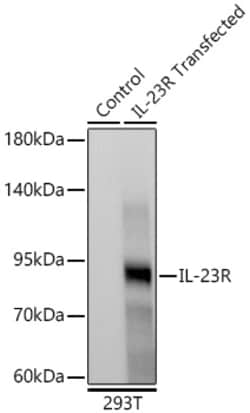Invitrogen IL23R Recombinant Rabbit Monoclonal Antibody (3Y7B9):Antibodies:Primary
