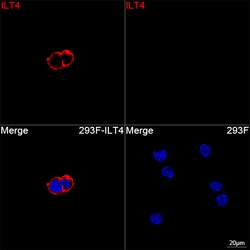 Invitrogen LILRB2 Recombinant Rabbit Monoclonal Antibody (9A3J8) 20 &mu;L;