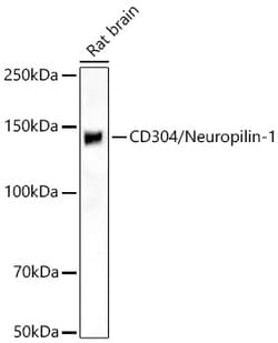 Invitrogen Neuropilin 1 Recombinant Rabbit Monoclonal Antibody (6J4A3)